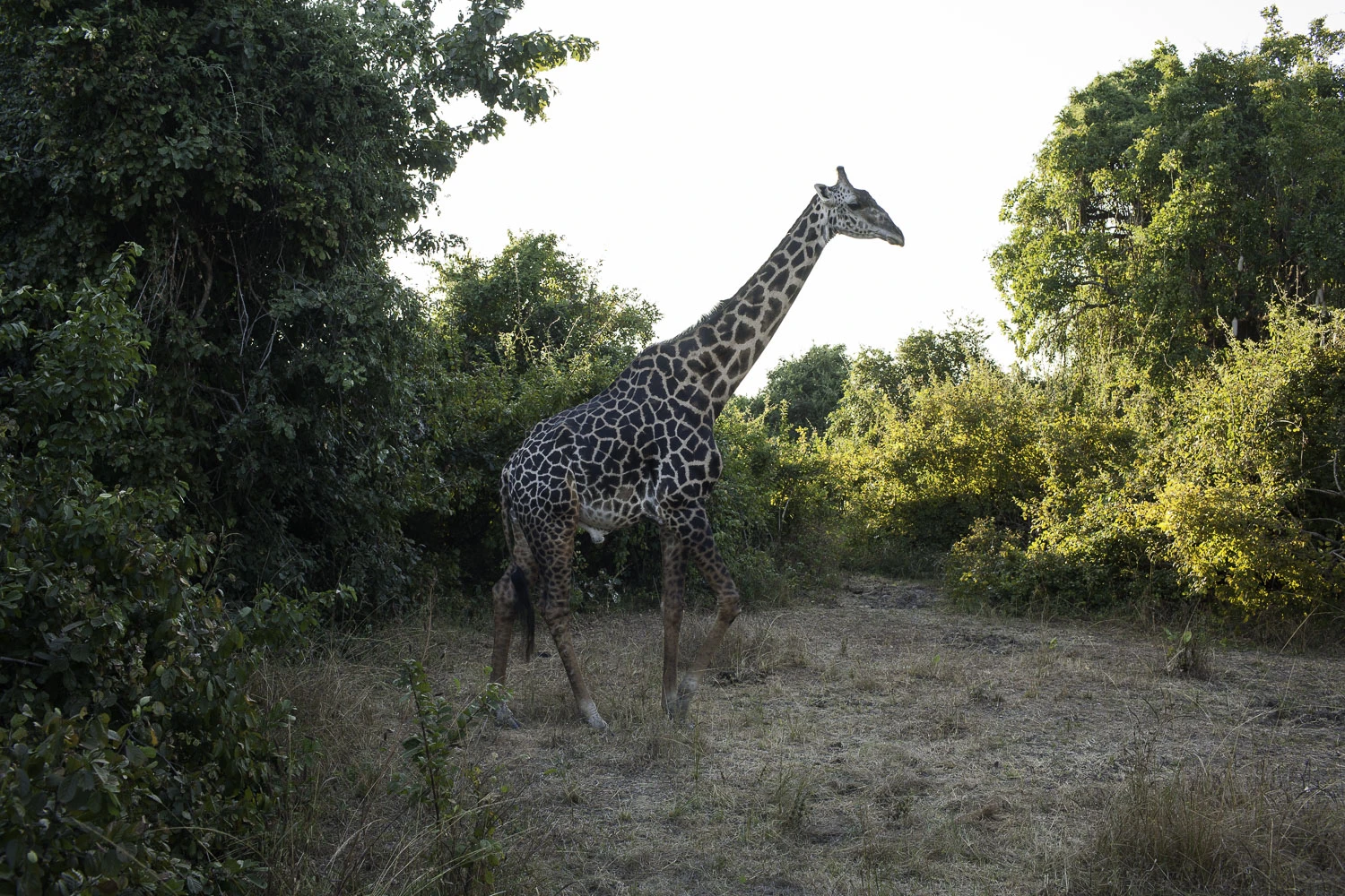 AdrianFisk-SouthLuangwaNationalPark-WebsiteEdit-3-2.jpg