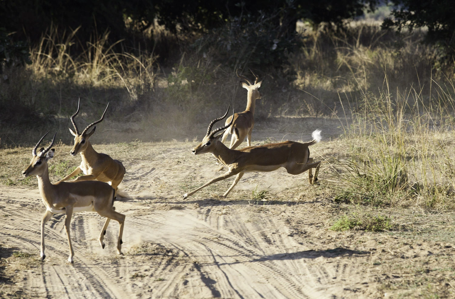 AdrianFisk-SouthLuangwaNationalPark-WebsiteEdit-8-2.jpg