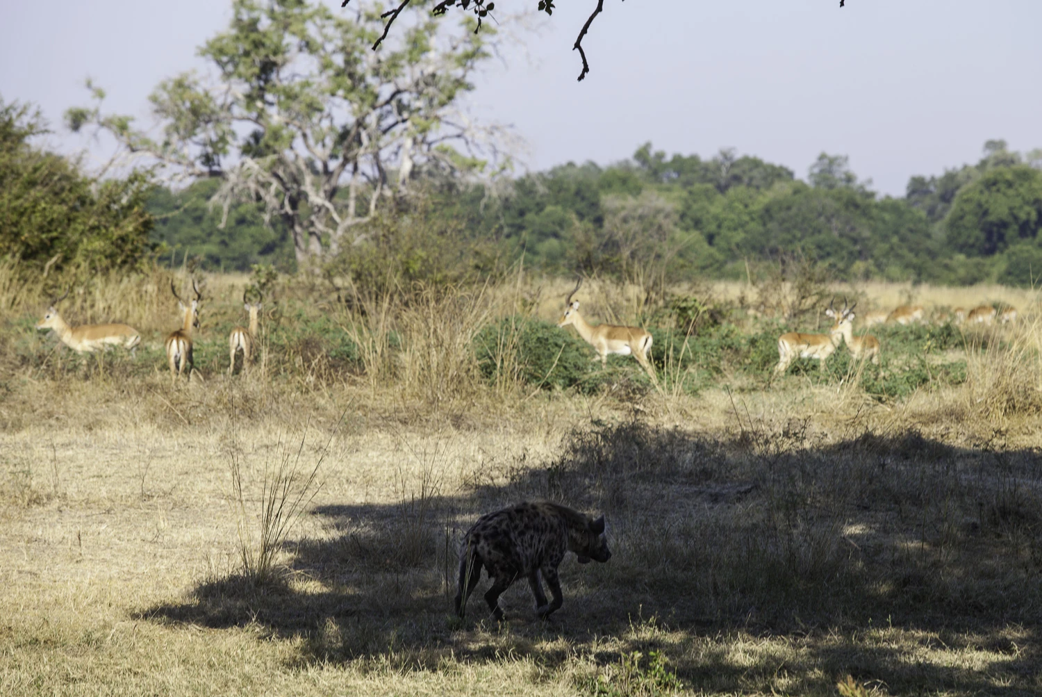 AdrianFisk-SouthLuangwaNationalPark-WebsiteEdit-9-2.jpg