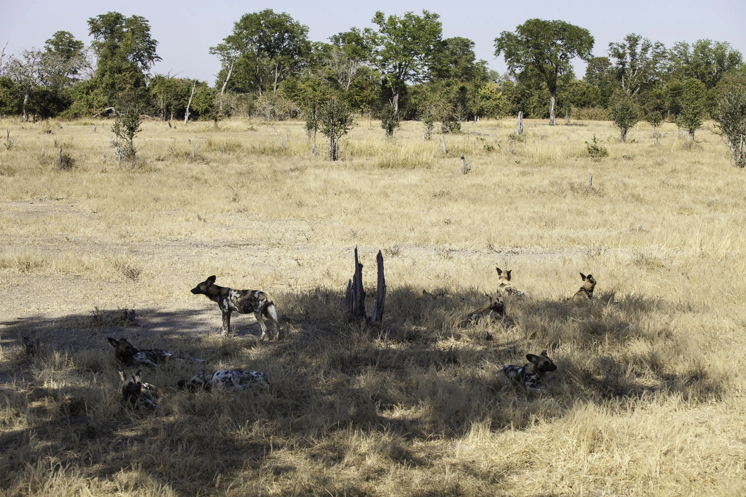 AdrianFisk-SouthLuangwaNationalPark-WebsiteEdit-10-2.jpg