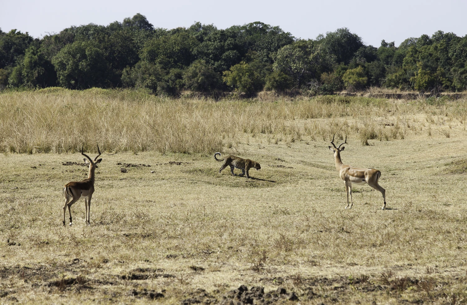 AdrianFisk-SouthLuangwaNationalPark-WebsiteEdit-11-2.jpg