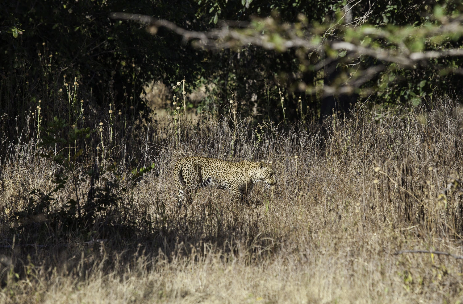 AdrianFisk-SouthLuangwaNationalPark-WebsiteEdit-11.jpg