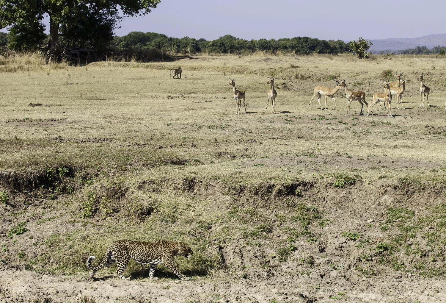 AdrianFisk-SouthLuangwaNationalPark-WebsiteEdit-12-2.jpg