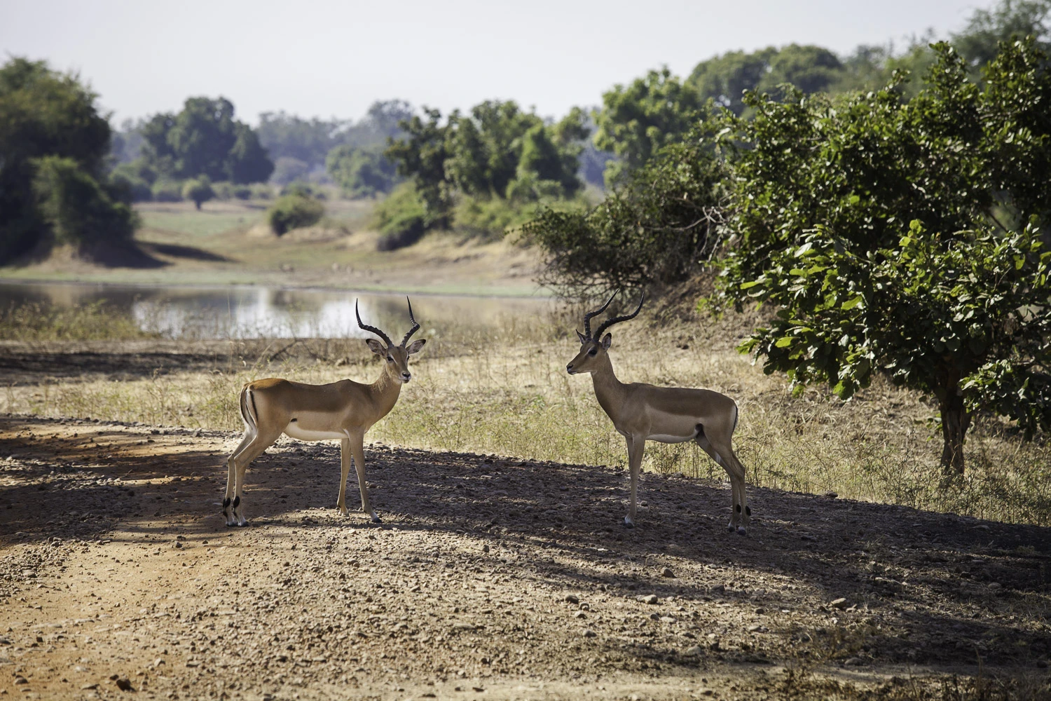 AdrianFisk-SouthLuangwaNationalPark-WebsiteEdit-13.jpg