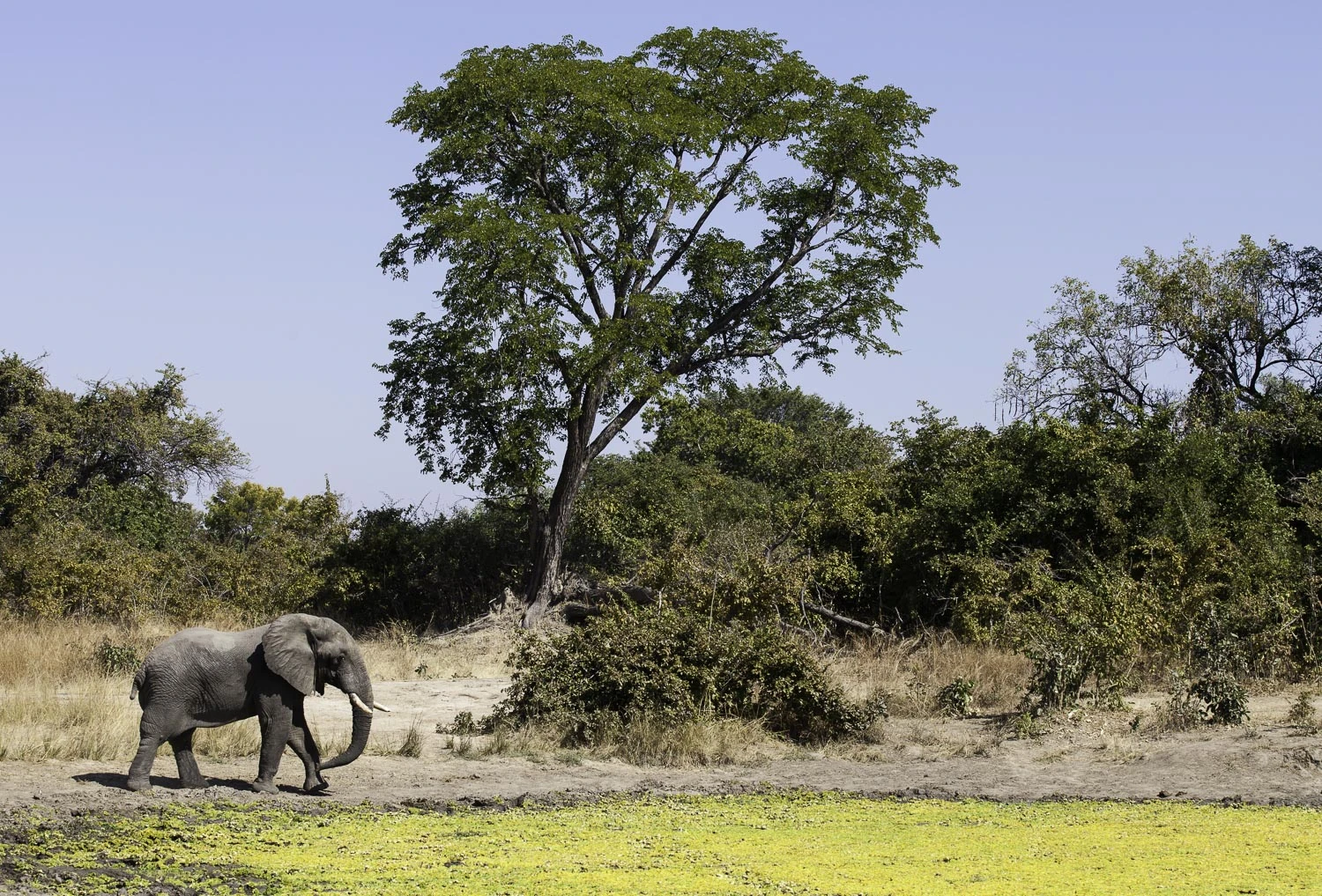 AdrianFisk-SouthLuangwaNationalPark-WebsiteEdit-14-2.jpg