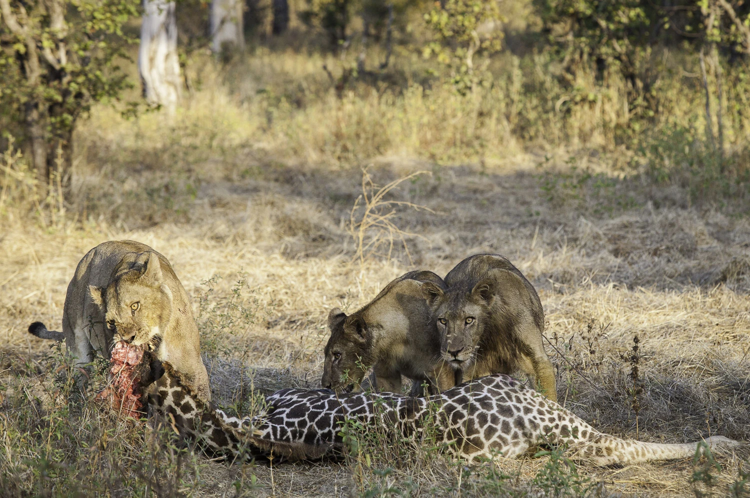 AdrianFisk-SouthLuangwaNationalPark-WebsiteEdit-19-2.jpg