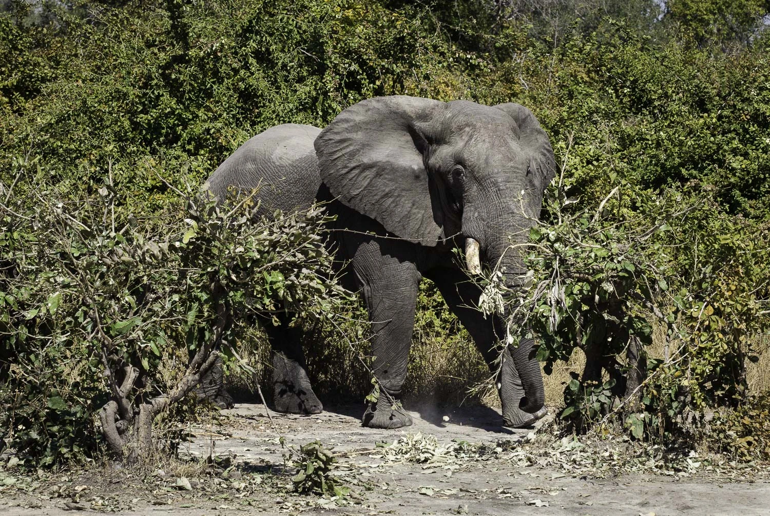 Chinzombo safari lodge - Zambia